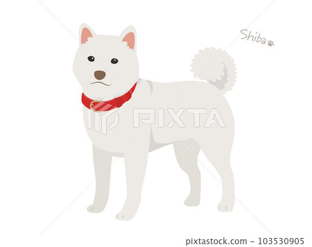 Shiba Inu _ white hair 103530905