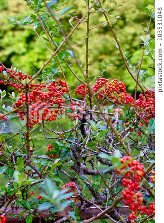 Fruit of pyracantha Fruit of pyracantha 103531048