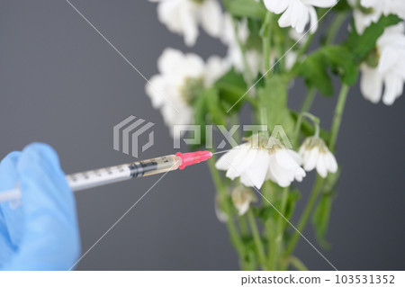 Withered white chrysanthemum pierced with medical syringe closeup Withered white chrysanthemum pierced with medical syringe closeup 103531352