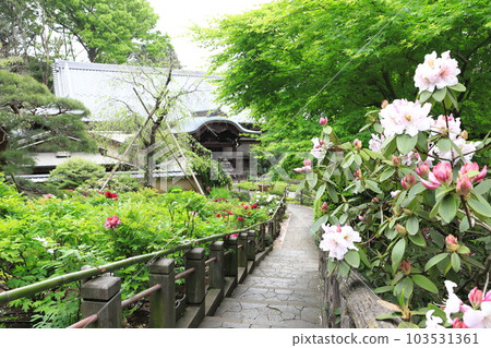 新宿區下落合的牡丹藥王院內 新宿區下落合的牡丹藥王院內 103531361