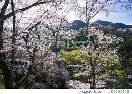 Cherry blossoms at Sakurabuchi Park, a famous spot in Shinshiro City Cherry blossoms at Sakurabuchi Park, a famous spot in Shinshiro City 103531440