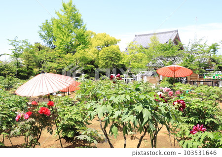 Nishiarai Daishi Peony Garden (Nishiarai, Adachi Ward) 103531646