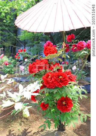 西新井大師牡丹園（足立區西新井市） 103531648