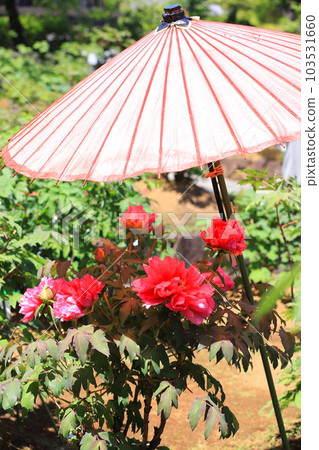 西新井大師牡丹園（足立區西新井市） 103531660