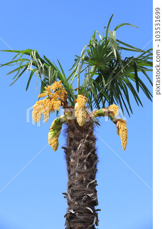 male palm flower male palm flower 103531699