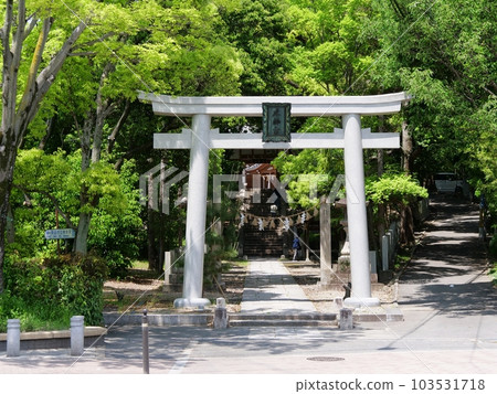 Osaka Suita Kishibe Shrine in the fresh green torii and approach (early summer) Osaka Suita Kishibe Shrine in the fresh green torii and approach (early summer) 103531718