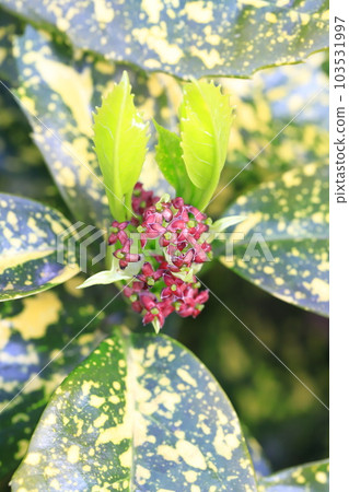 青木之花 103531997