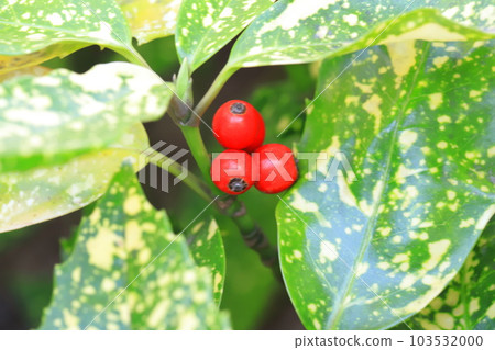 Aoki no Hana 103532000