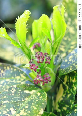 青木之花 103532001