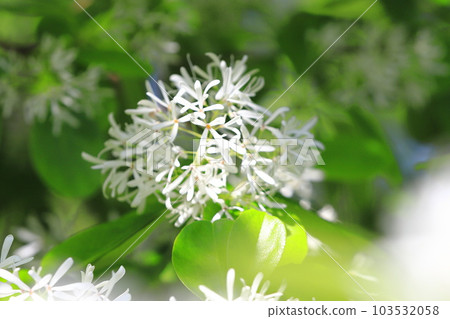Nanjamonja no Hana (Chionanthus retusus) Nanjamonja no Hana (Chionanthus retusus) 103532058