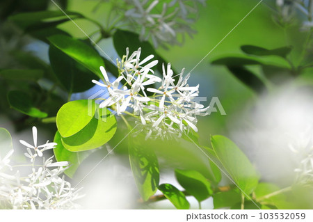 Nanjamonja no Hana (Chionanthus retusus) Nanjamonja no Hana (Chionanthus retusus) 103532059