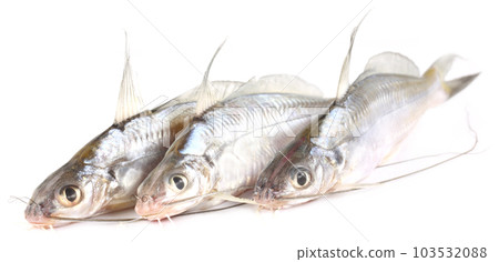 Tengra fish of Bangladesh 103532088