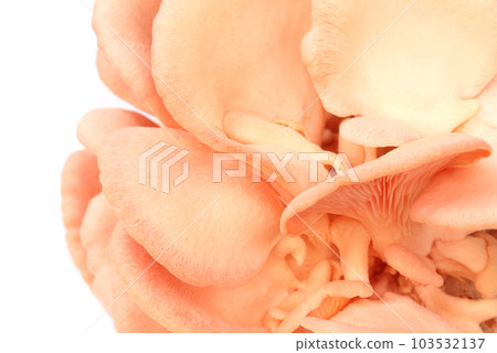 Pink oyster mushroom Pink oyster mushroom 103532137