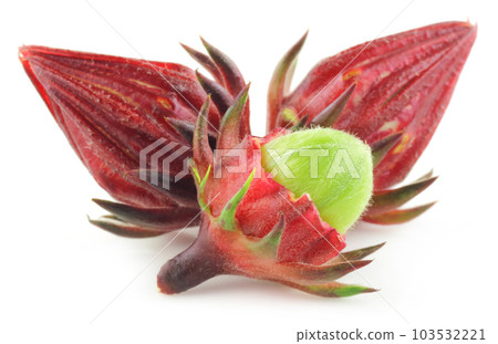 Roselle Roselle 103532221