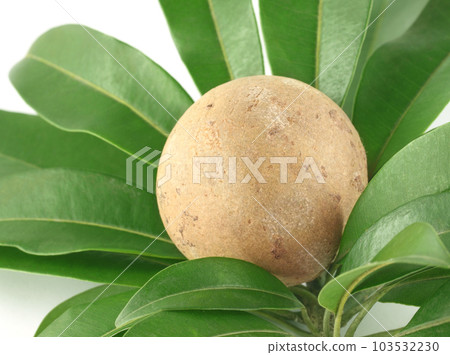 Sapodilla or sapota fruits with green leaves 103532230