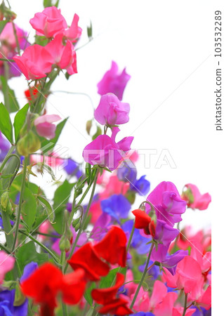 色彩繽紛的甜豌豆 色彩繽紛的甜豌豆 103532289