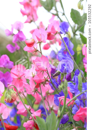 Colorful sweet peas 103532292