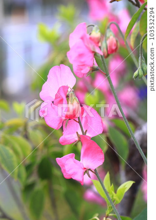 Colorful sweet peas 103532294