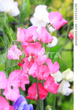 Colorful sweet peas 103532299