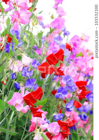 Colorful sweet peas Colorful sweet peas 103532300