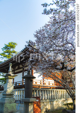 涅磐櫻花在總寺善通寺甜香 涅磐櫻花在總寺善通寺甜香 103532397