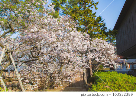 涅磐櫻花在總寺善通寺甜香 涅磐櫻花在總寺善通寺甜香 103532399