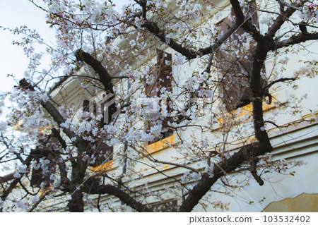 Nirvana cherry blossoms at the head temple Zentsuji sweet scent 103532402