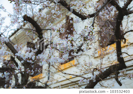 Nirvana cherry blossoms at the head temple Zentsuji sweet scent Nirvana cherry blossoms at the head temple Zentsuji sweet scent 103532403