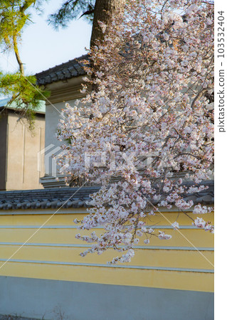 Nirvana cherry blossoms at the head temple Zentsuji sweet scent 103532404