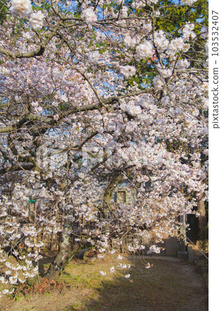 Nirvana cherry blossoms at the head temple Zentsuji sweet scent Nirvana cherry blossoms at the head temple Zentsuji sweet scent 103532407