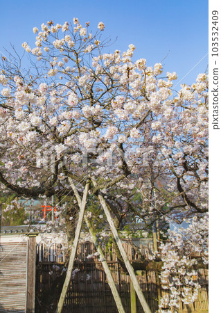 涅磐櫻花在總寺善通寺甜香 涅磐櫻花在總寺善通寺甜香 103532409
