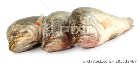 Mottled Nandus or veda fish 103532467