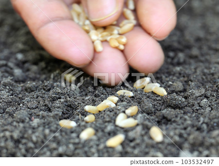Planting wheat 103532497