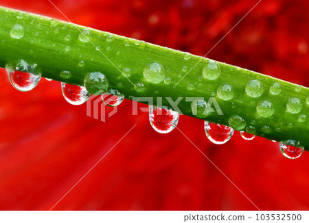 Macro of droplets with Gerbera Flower Macro of droplets with Gerbera Flower 103532500