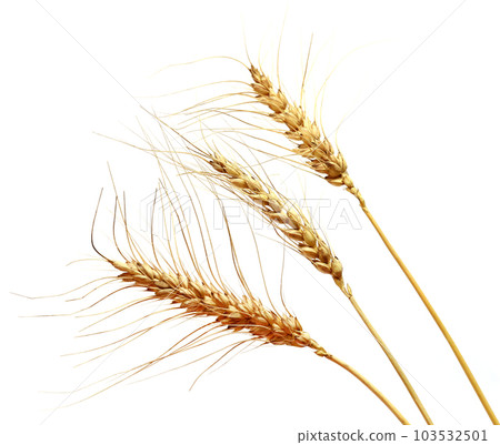 Wheat Wheat 103532501
