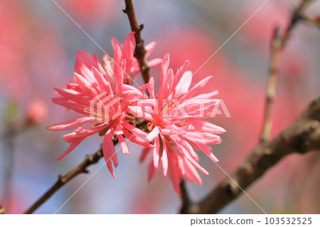Chrysanthemum peach (Kikumomo) flower Chrysanthemum peach (Kikumomo) flower 103532525