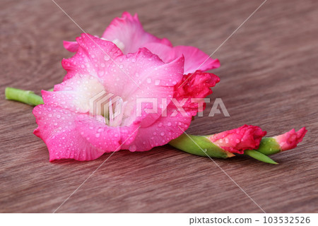 Gladiolus flower of pink color Gladiolus flower of pink color 103532526
