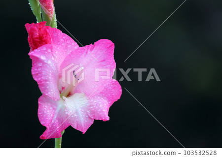 Gladiolus flower 103532528