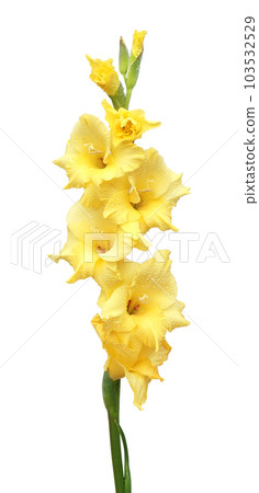 Yellow gladiolus flower Yellow gladiolus flower 103532529
