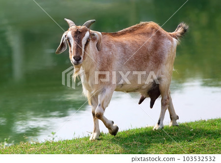 Goat beside a lake 103532532