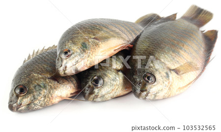 Banded gourami of Southern Asia Banded gourami of Southern Asia 103532565