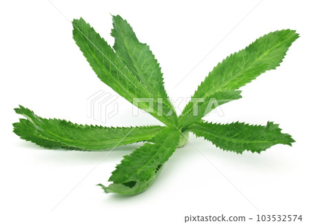 Eryngium foetidum or long coriander leaves 103532574