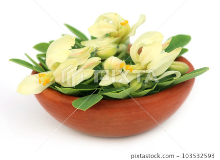 Edible moringa flower with leaves Edible moringa flower with leaves 103532593