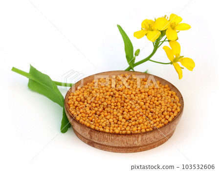 Mustard flowers with seeds Mustard flowers with seeds 103532606