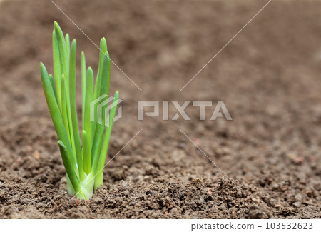 Close up of an onion plant 103532623