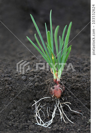 Onion plant with roots 103532624