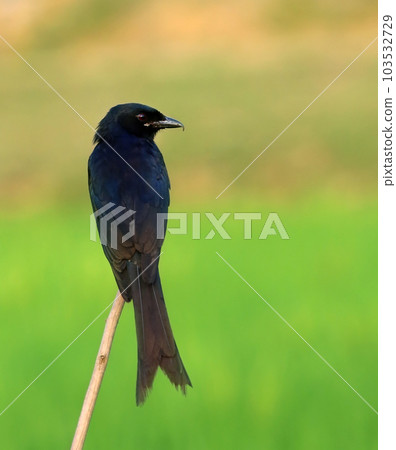 Black Drongo Black Drongo 103532729