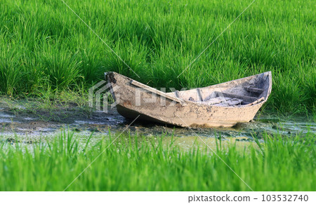 Old wooden boat in a paddy field Old wooden boat in a paddy field 103532740