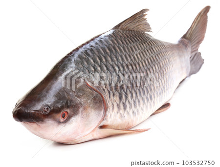 Rohu or Rohit fish of Indian subcontinent 103532750