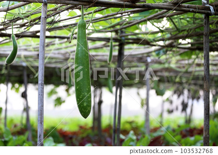 Bottle gourd hanging in a garden Bottle gourd hanging in a garden 103532768